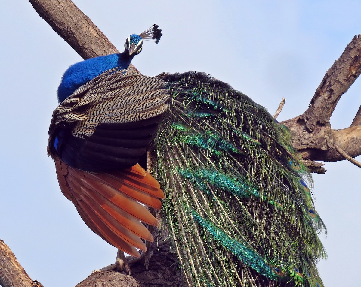 Indian Peafowl - ML470973681