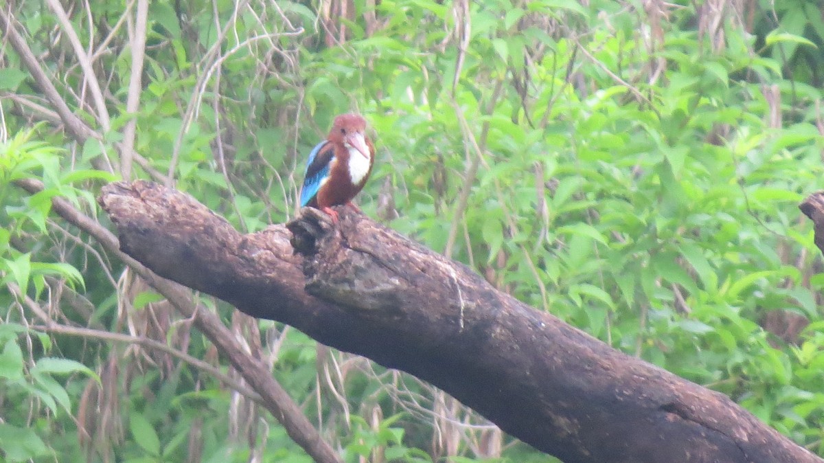 White-throated Kingfisher - ML470973711