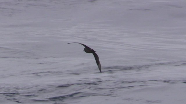 White-chinned Petrel - ML470973851