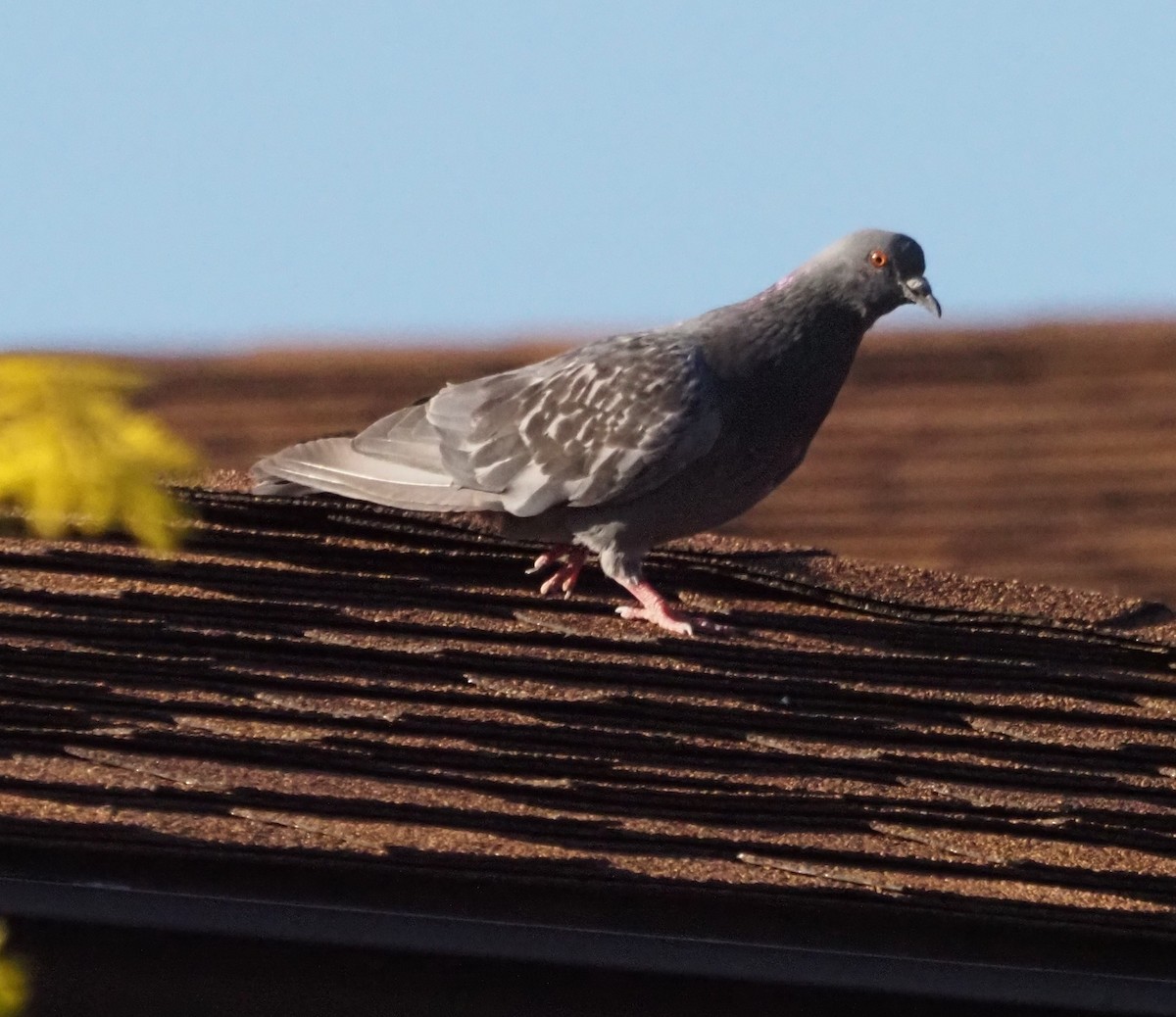 Rock Pigeon (Feral Pigeon) - ML470974451