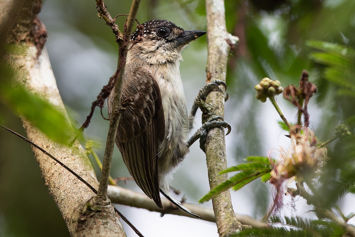 Grayish Piculet - ML470974561