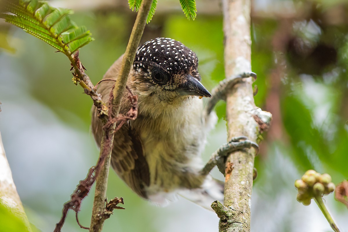 Grayish Piculet - ML470974571