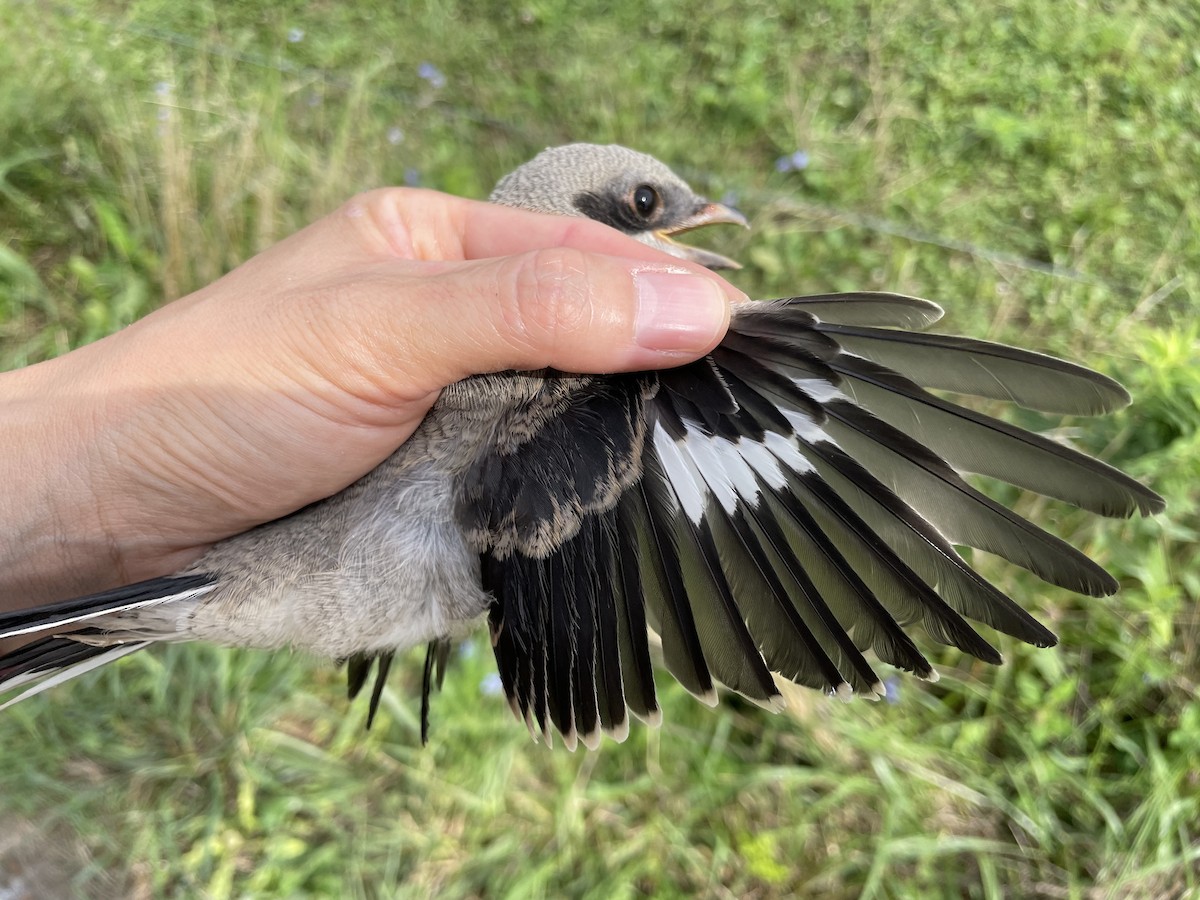 Loggerhead Shrike - Amy Kearns