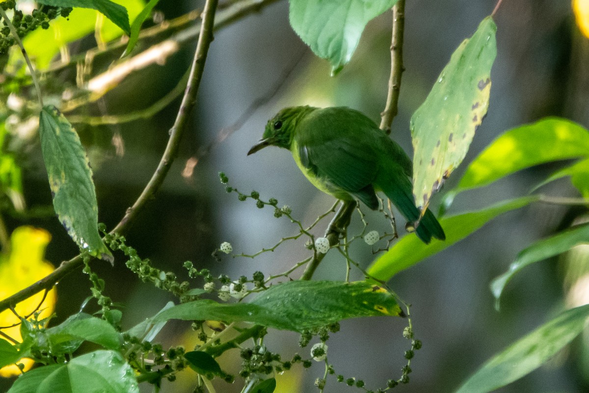 Blaubart-Blattvogel - ML470977121