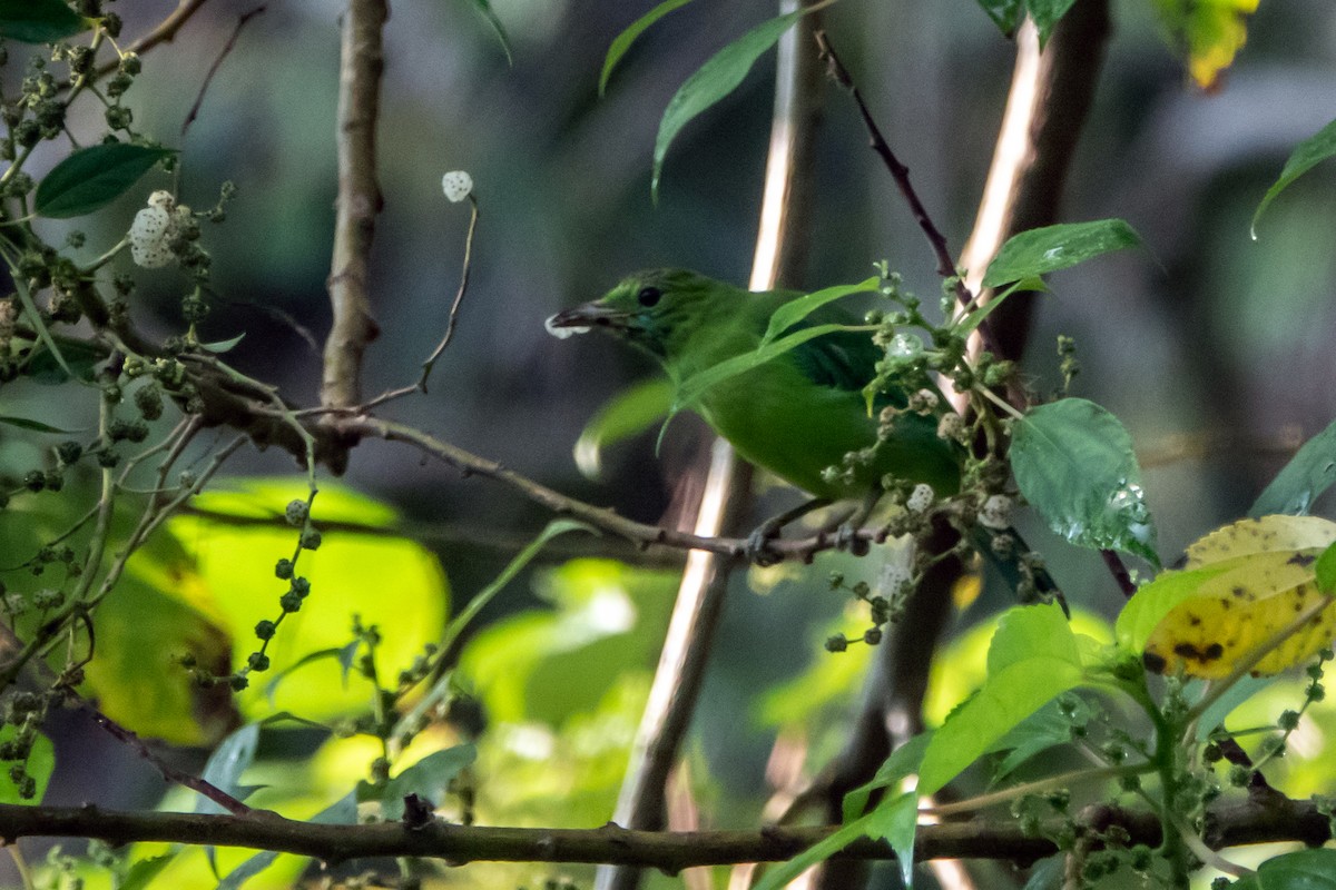 Lesser Green Leafbird - Lyndon Gan