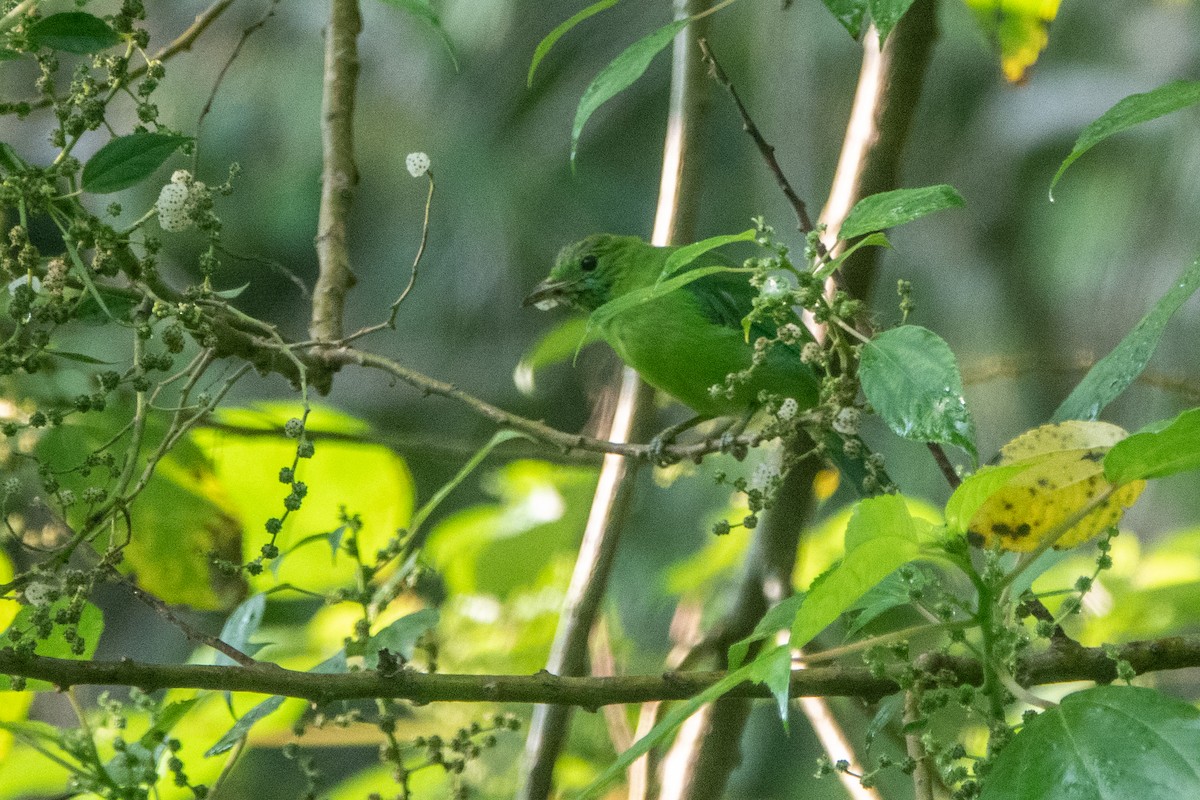 Lesser Green Leafbird - Lyndon Gan