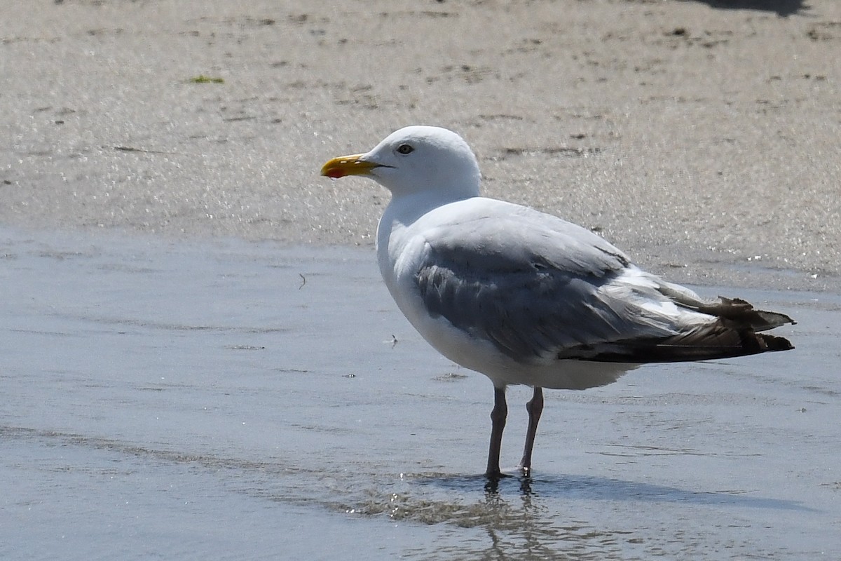 Gaviota Argéntea - ML470977351