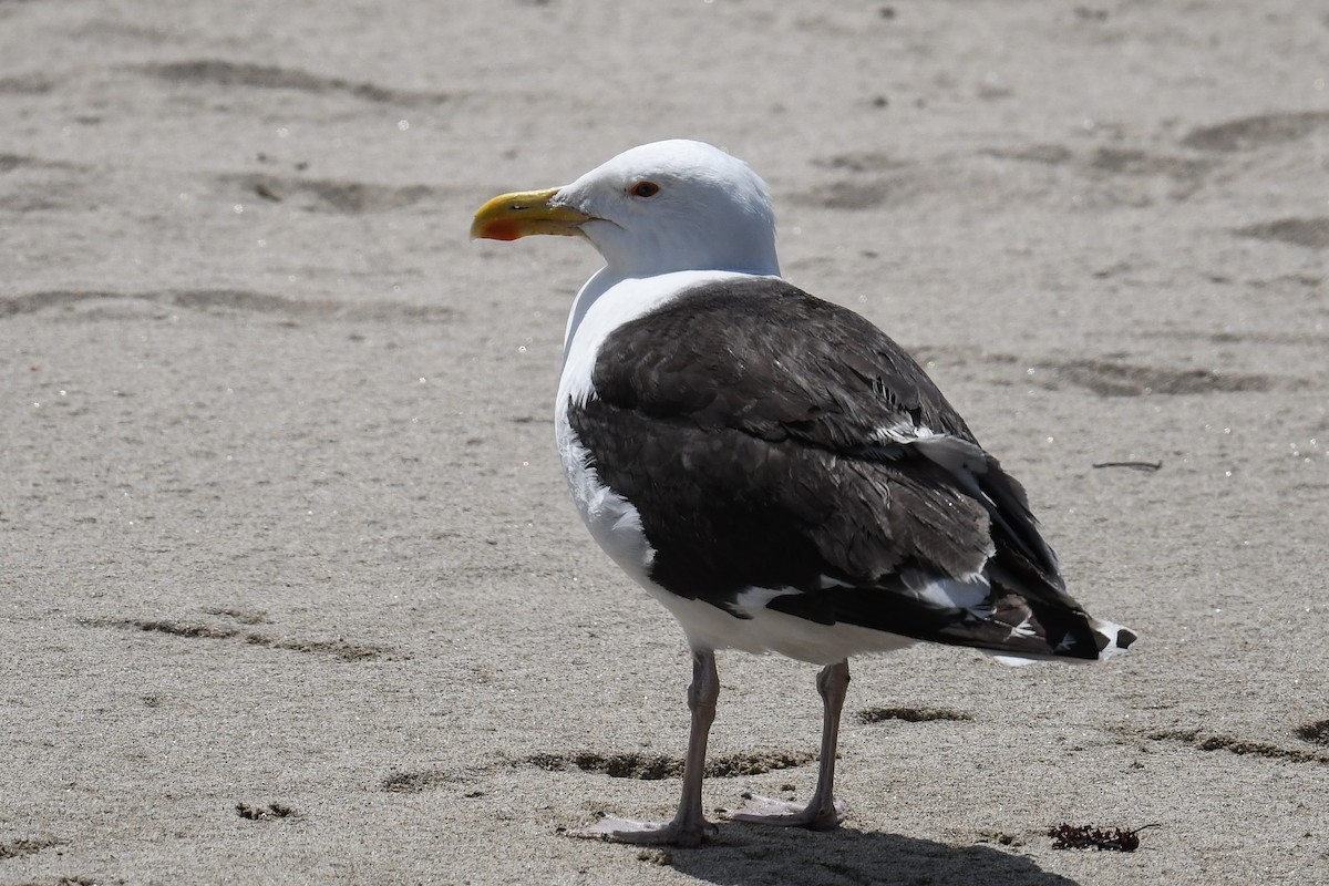 Great Black-backed Gull - ML470977491