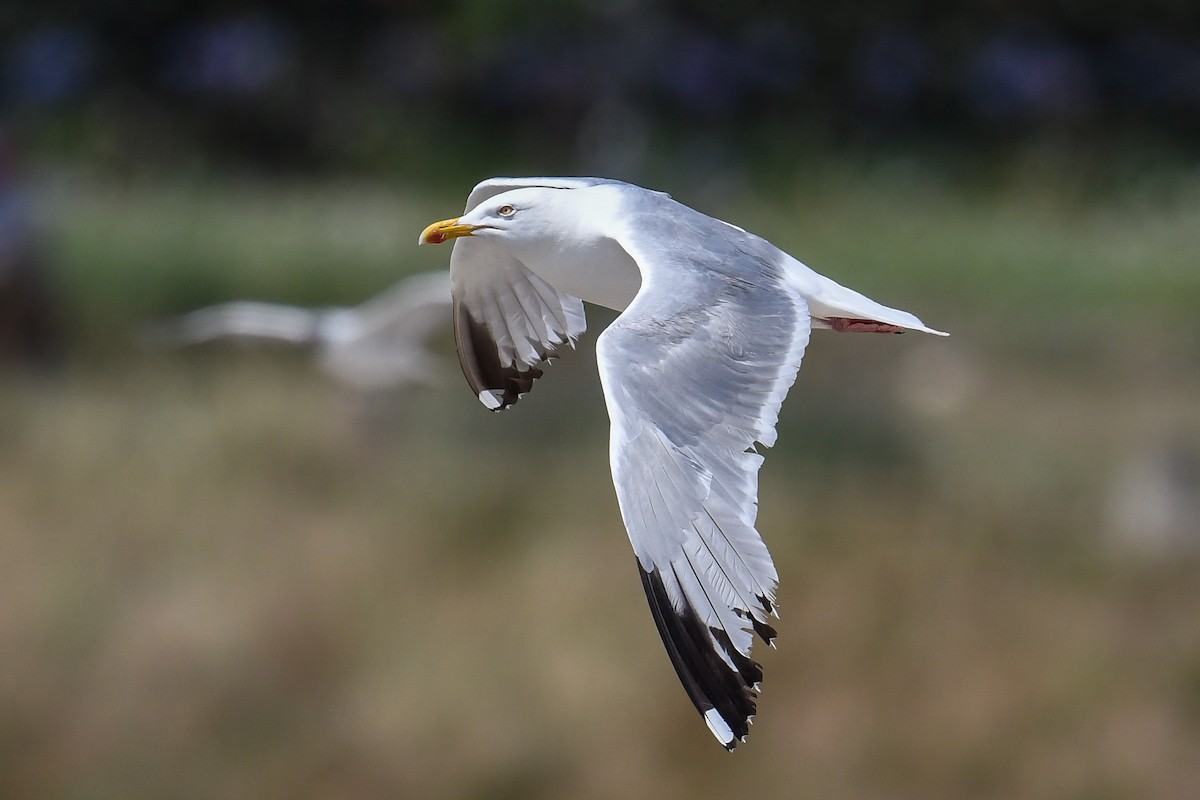 Gaviota Argéntea - ML470977571