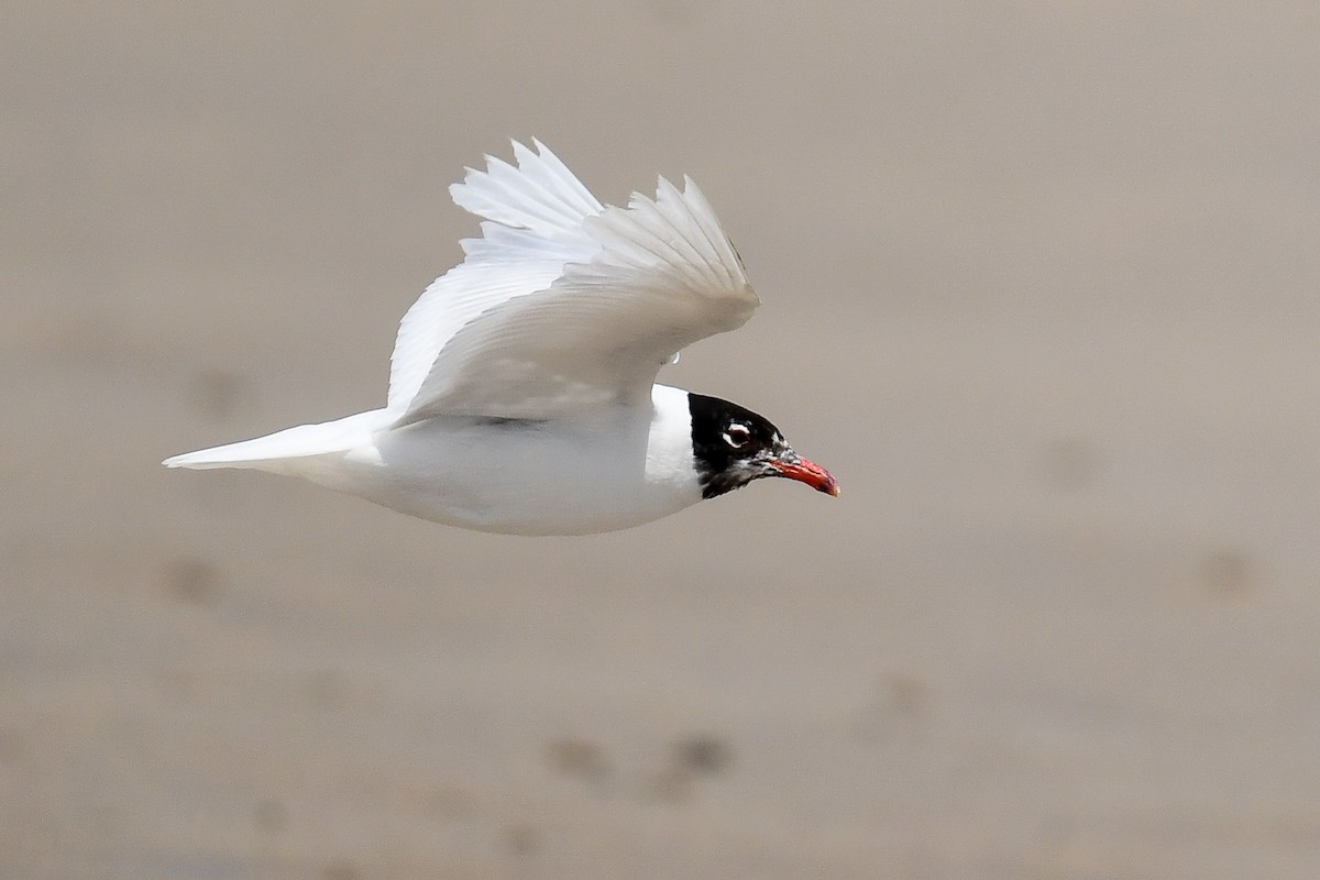 Mediterranean Gull - ML470977741