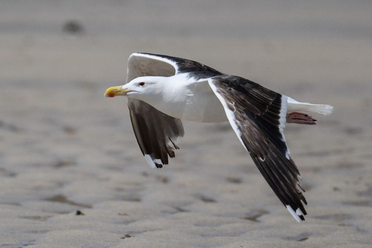 Great Black-backed Gull - ML470977751