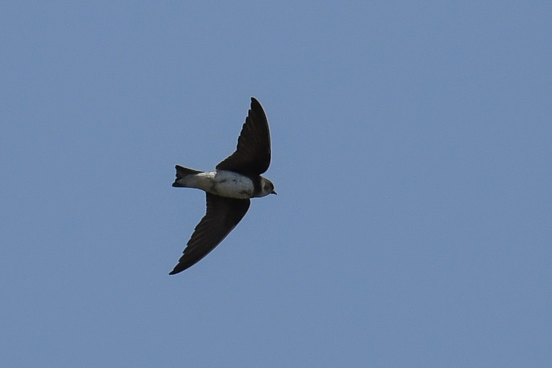 Bank Swallow - ML470977761