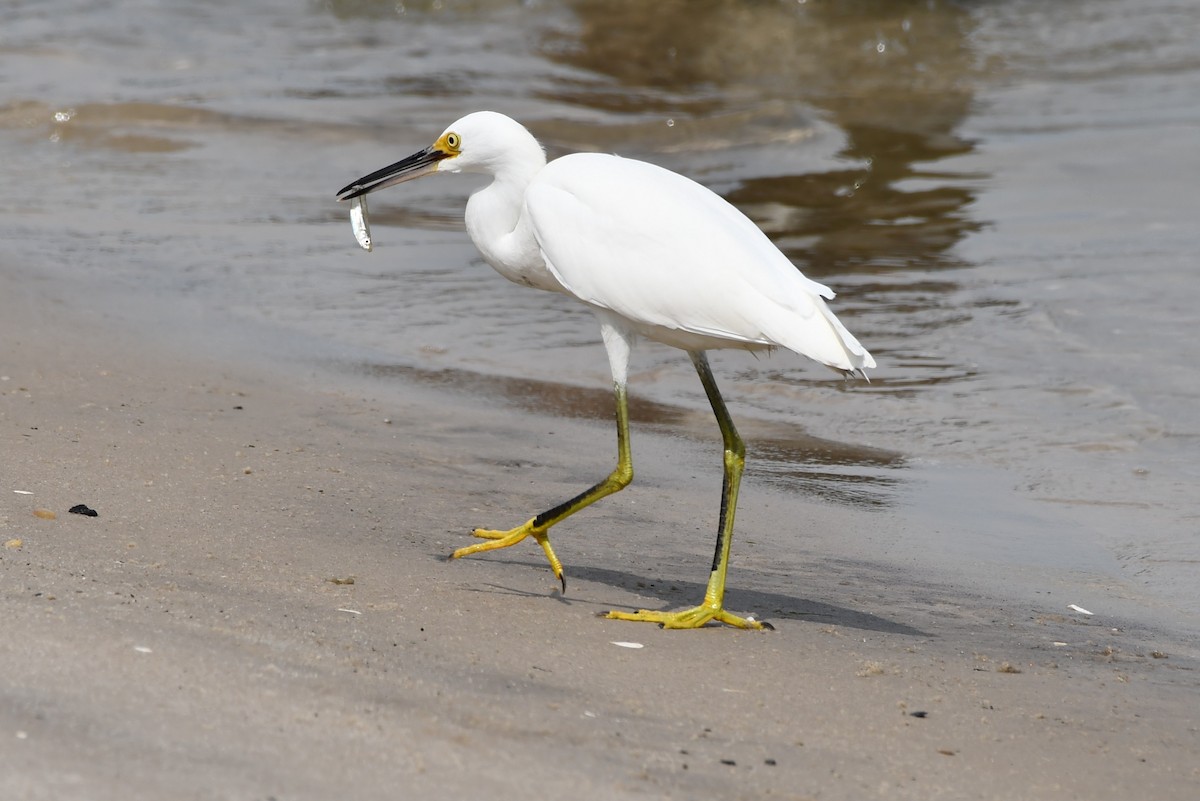 Snowy Egret - ML470977891