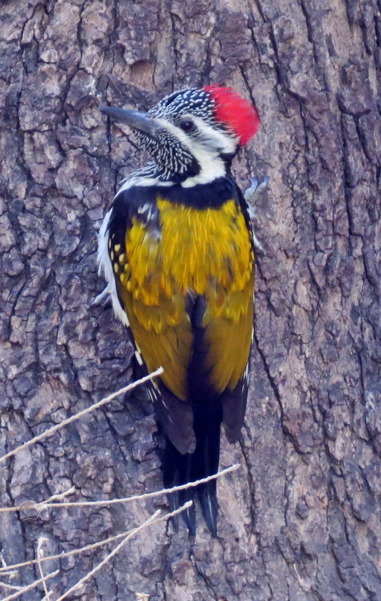 Black-rumped Flameback - ML470978351