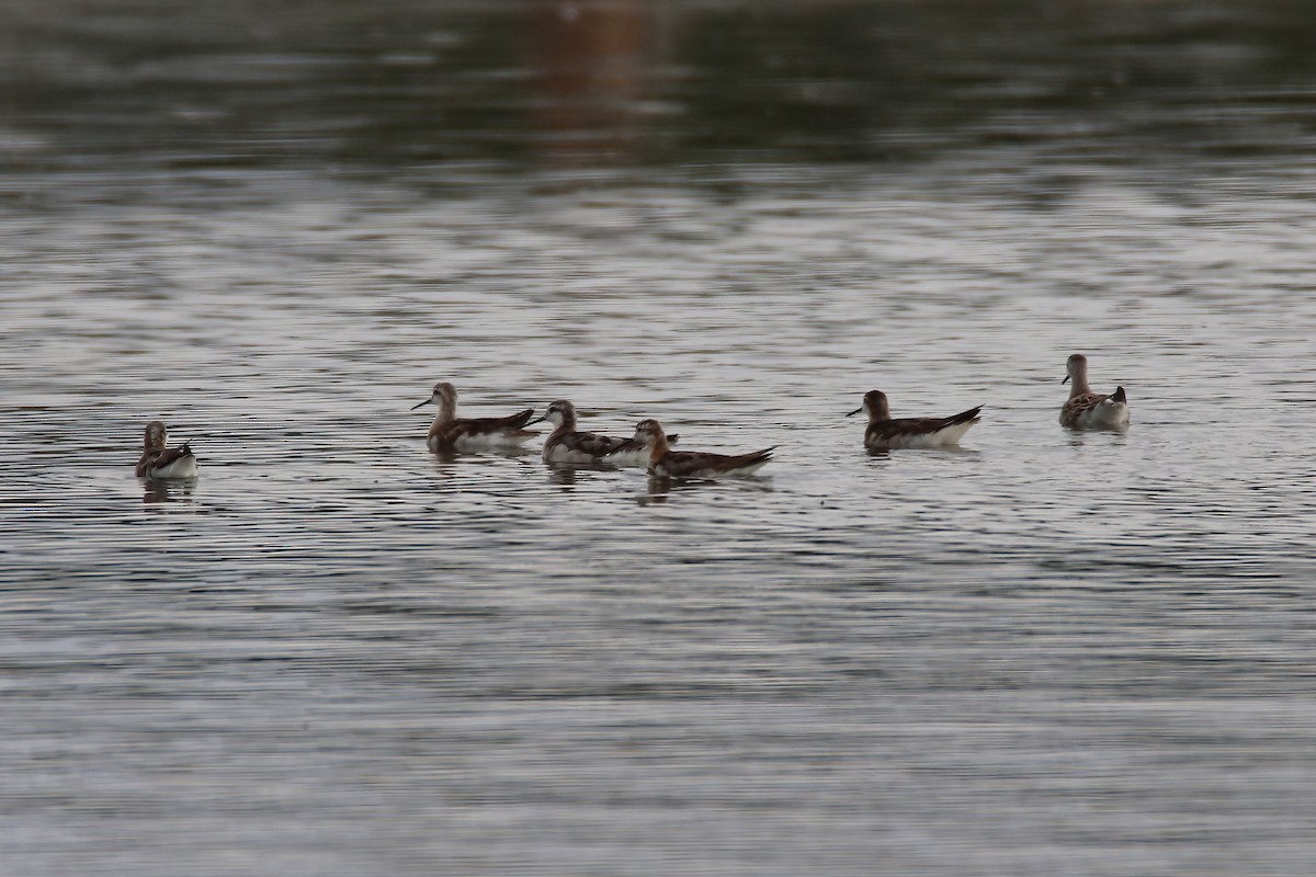 hvithalesvømmesnipe - ML470979181