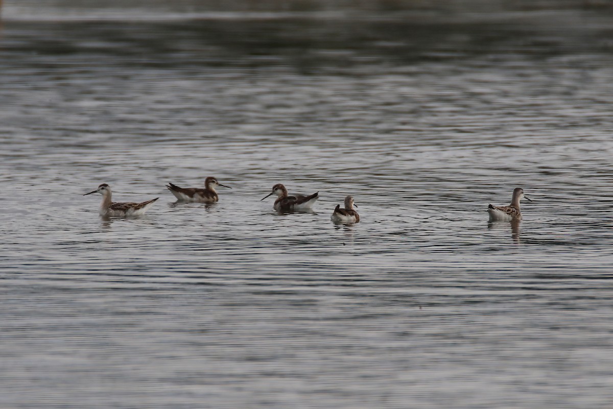 hvithalesvømmesnipe - ML470979191