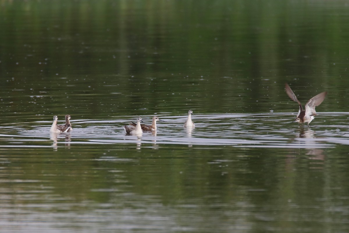 hvithalesvømmesnipe - ML470979221