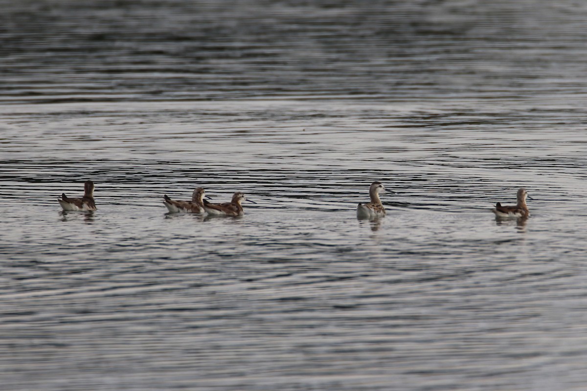 hvithalesvømmesnipe - ML470979231