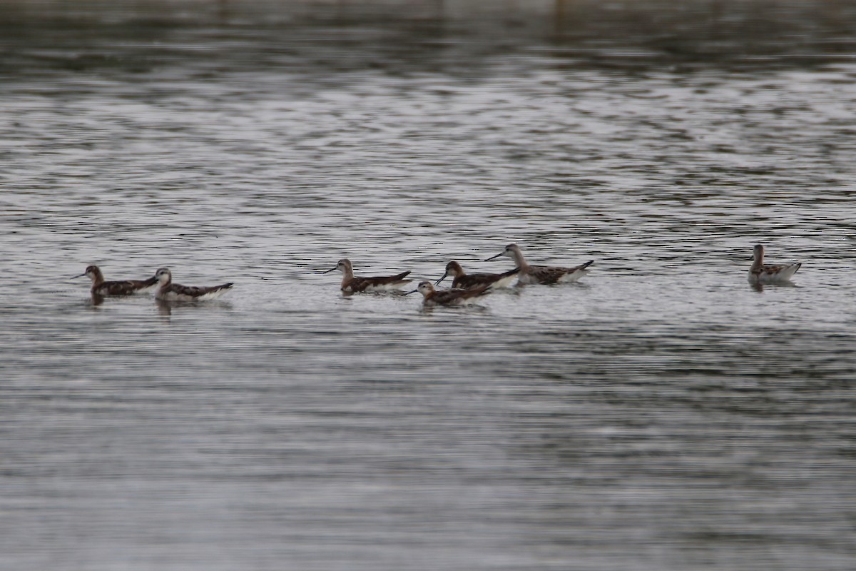 hvithalesvømmesnipe - ML470979261