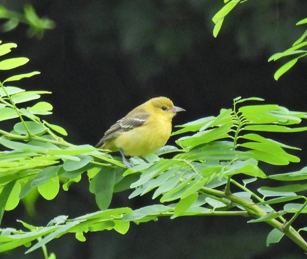 Orchard Oriole - ML470981501