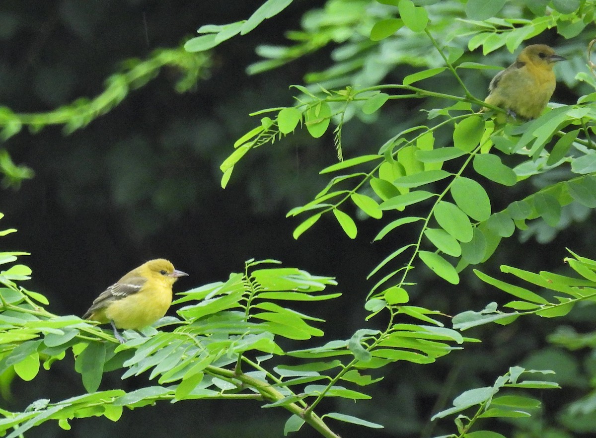 Oriole des vergers - ML470981741