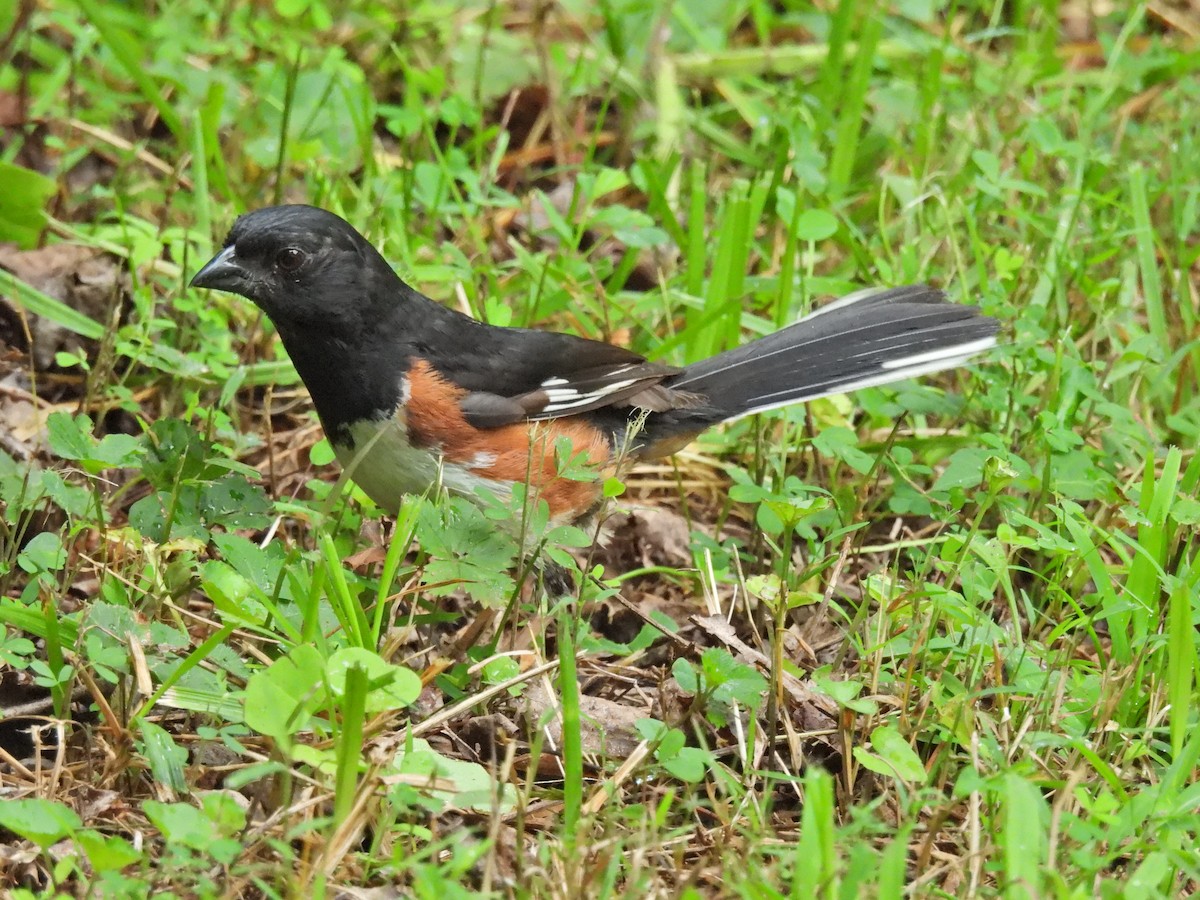 Eastern Towhee - ML470981961