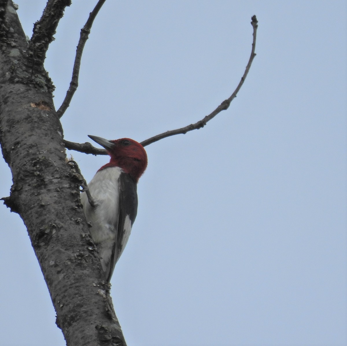 Pic à tête rouge - ML470982031