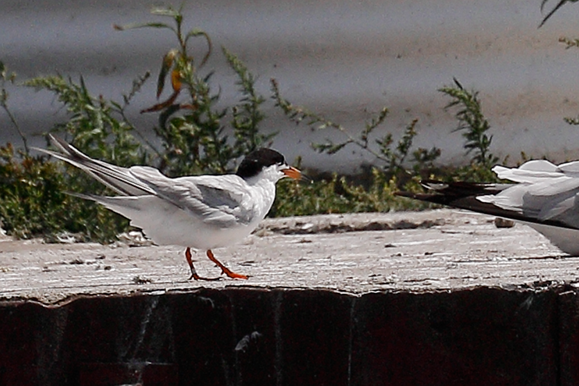 Forster's Tern - Doug  Ward