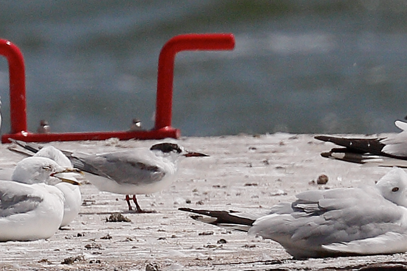 Common Tern - Doug  Ward