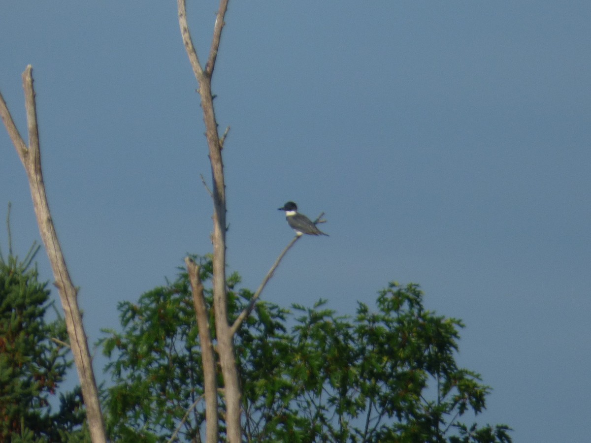 Belted Kingfisher - ML470984391