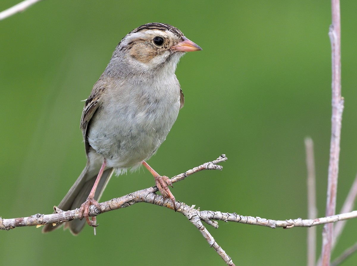 Clay-colored Sparrow - ML470986521