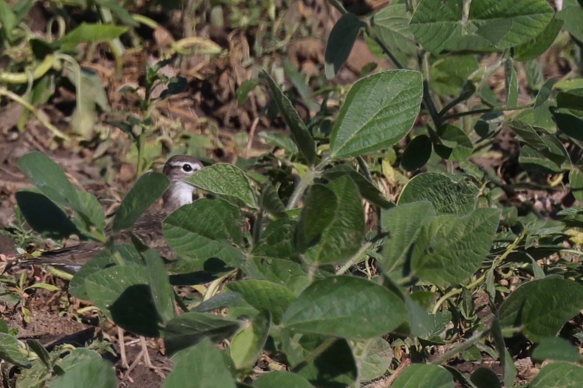 Spotted Sandpiper - ML470986731