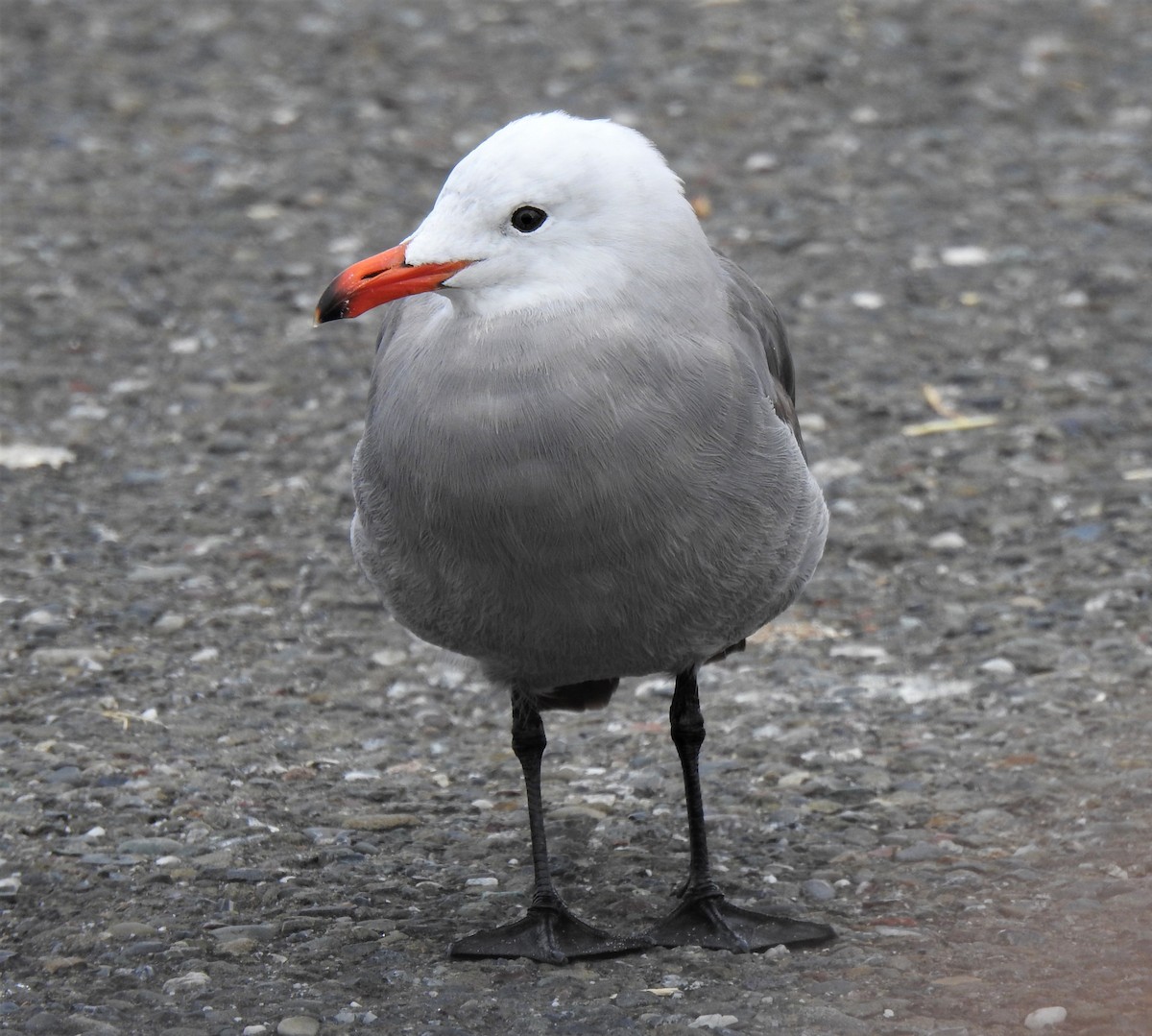 Heermann's Gull - ML470986791