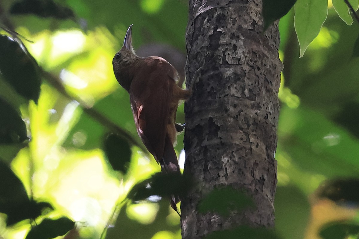 Amazonian Barred-Woodcreeper (Jurua) - ML470987121