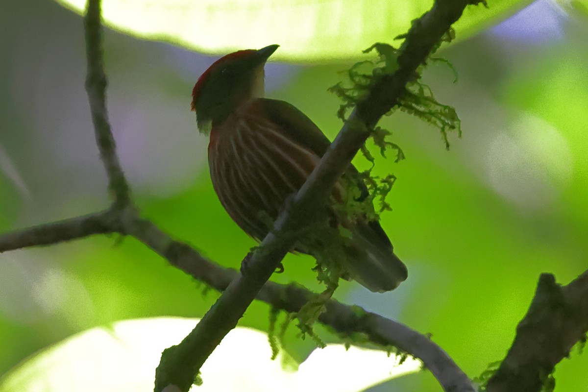 Manakin strié (groupe striolatus) - ML470987651