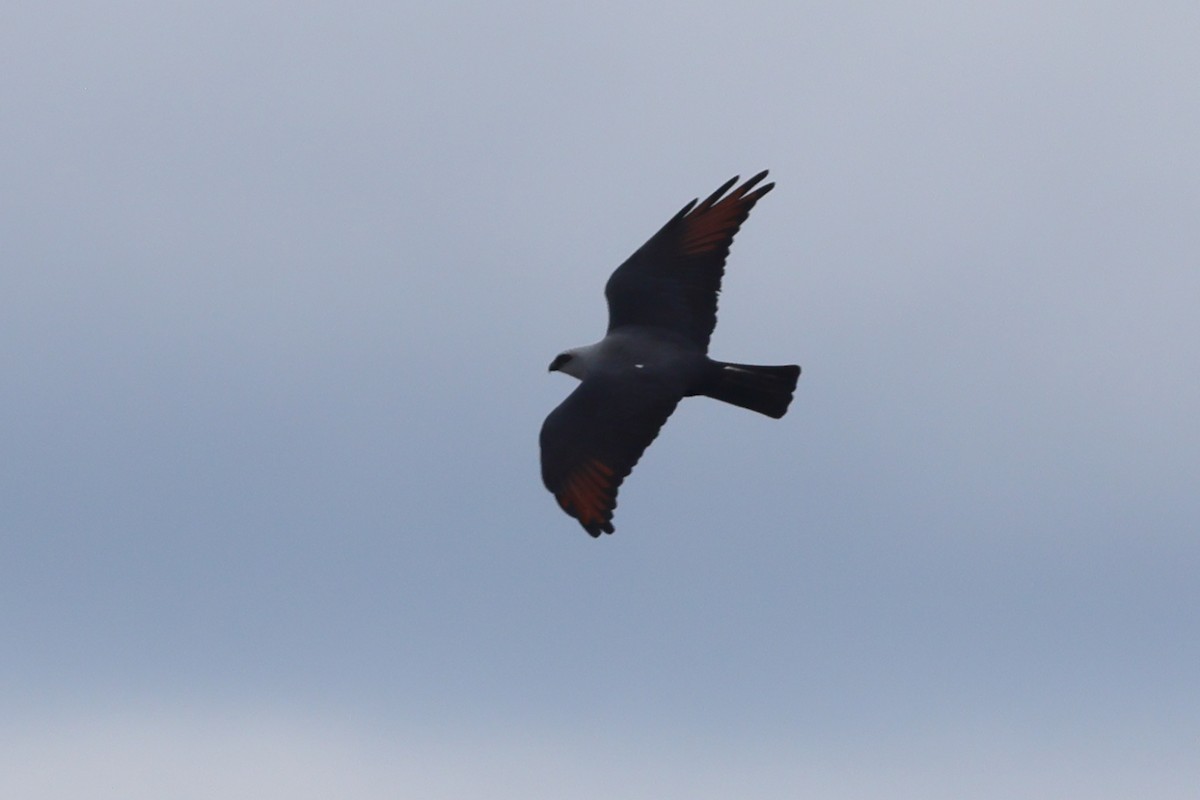 Plumbeous Kite - ML470987841