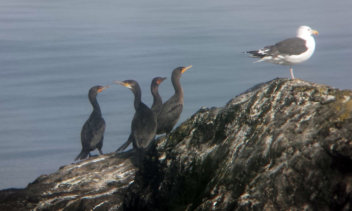 Great Cormorant - David M. Bell