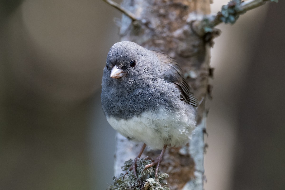 Dark-eyed Junco - ML470991661