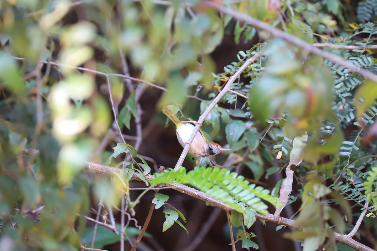 Dark-necked Tailorbird - Are Nakrem
