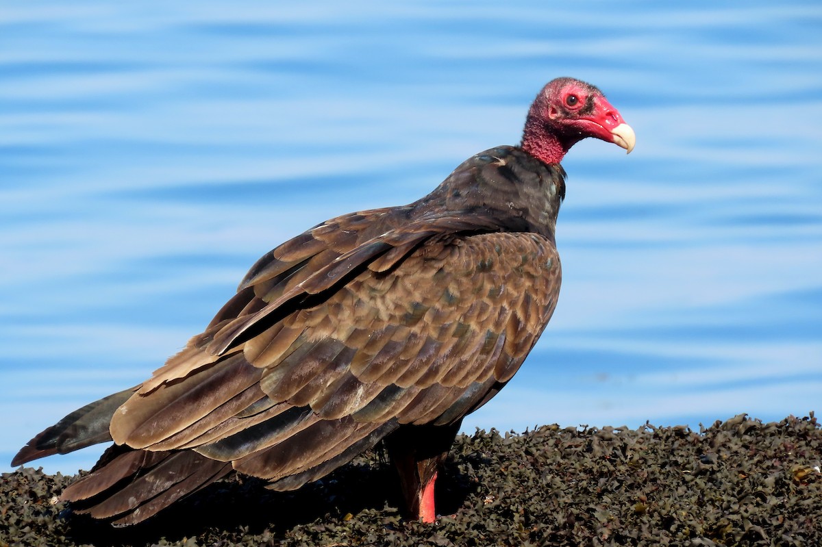 Aura Gallipavo - ML470992951