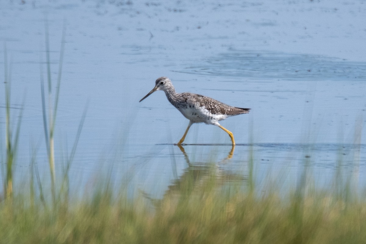 Greater Yellowlegs - ML470994501