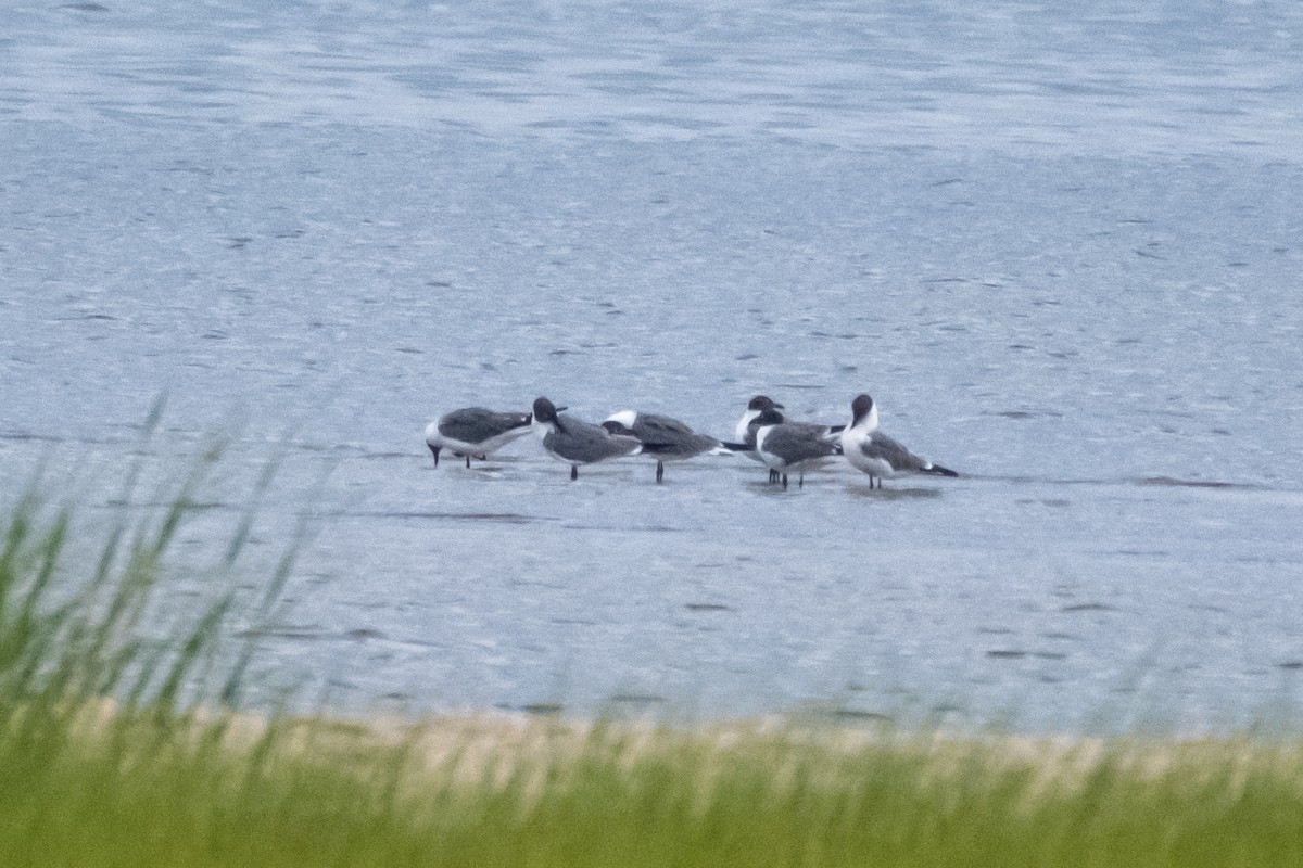 Laughing Gull - ML470994941