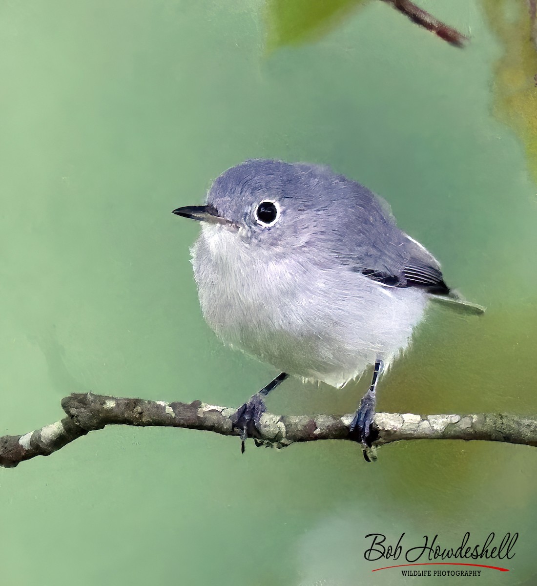 Gobemoucheron gris-bleu - ML470995291