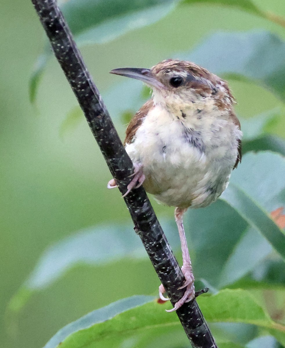 Carolina Wren - ML470995491