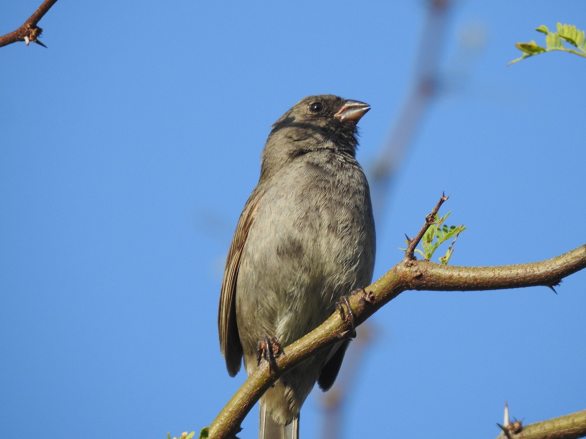 Black-faced Grassquit - ML470995601