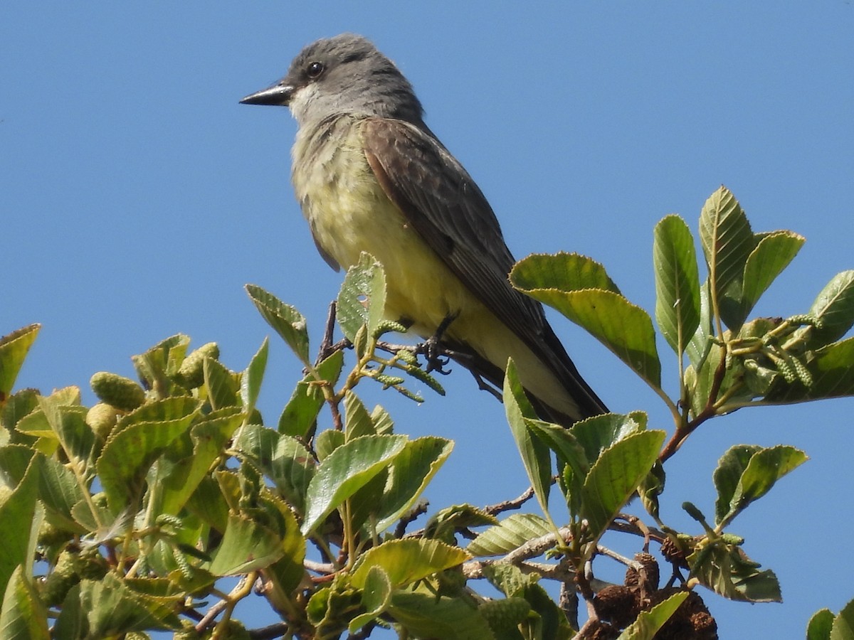 Cassin's Kingbird - ML470995691