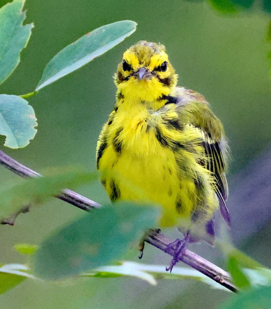 Prairie Warbler - ML470995701