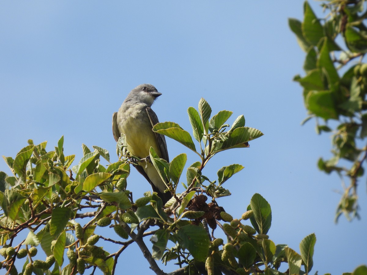 Cassin's Kingbird - ML470995721