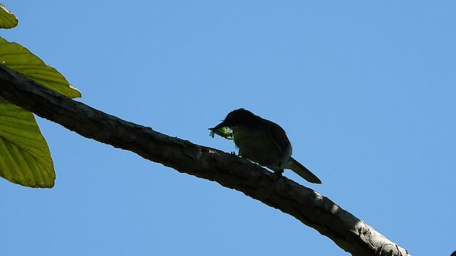 Loggerhead Kingbird - ML470995751