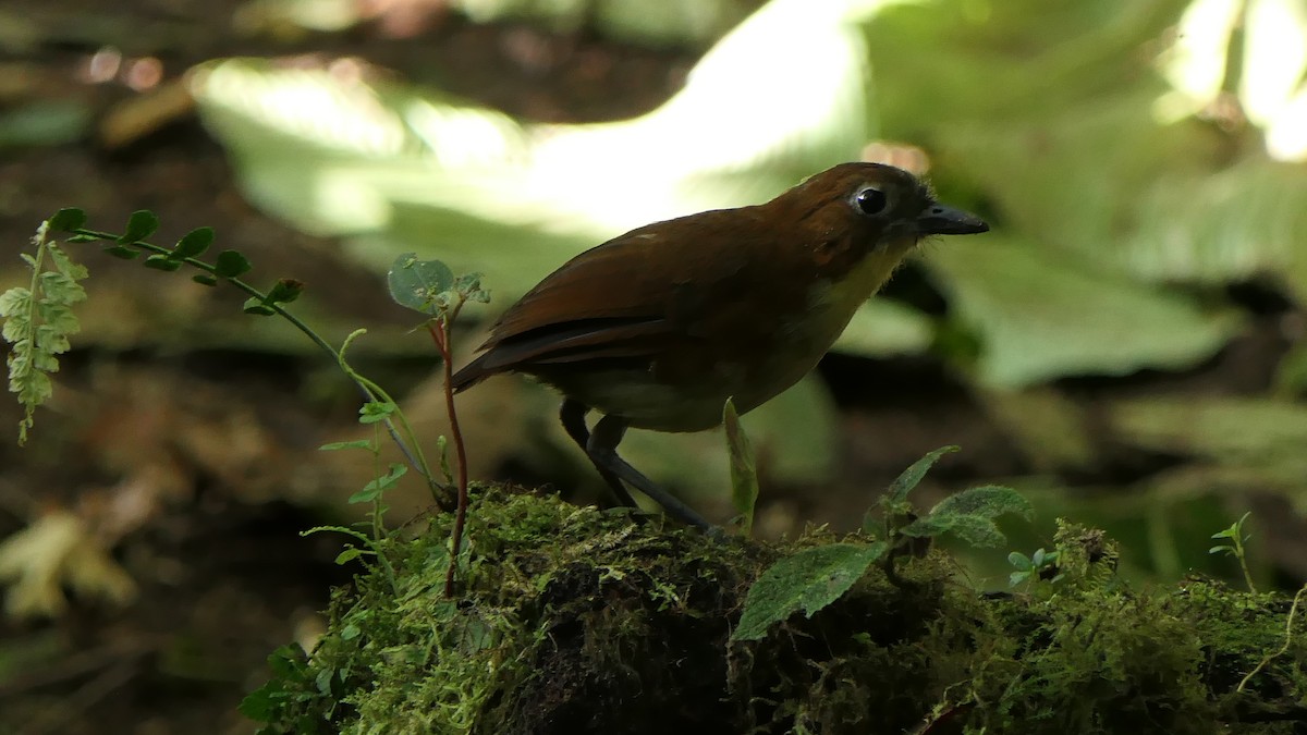 Yellow-breasted Antpitta - ML470997141